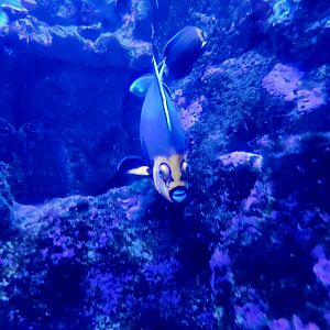 Conspicuous Angelfish (Chaetodontoplus conspicillatus)