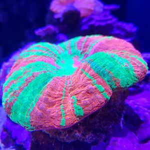 Scoly Coral (Scolymia sp.)