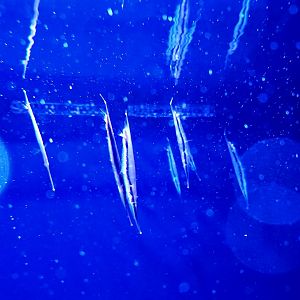 Jointed Razorfish (Aeoliscus strigatus)