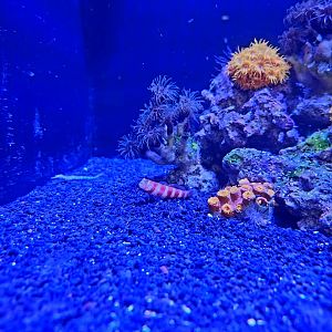 Wheeler's Shrimp Goby (Amblyeleotris wheeleri)