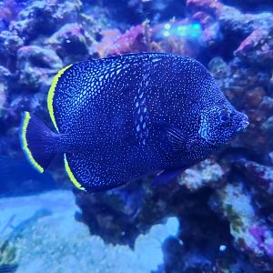 Wrought Iron Butterflyfish (Chaetodon daedalma)