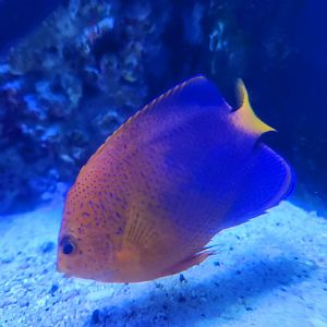 Japanese Pygmy Angelfish (Centropyge interrupta)
