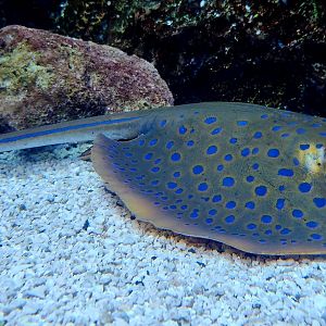 Blue-Spotted Ribbontail Ray (Taeniura lymma)