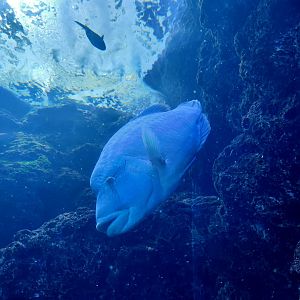 Humphead Wrasse (Cheilinus undulatus)