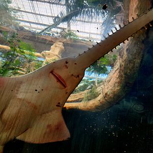 Largetooth Sawfish (Pristis pristis)