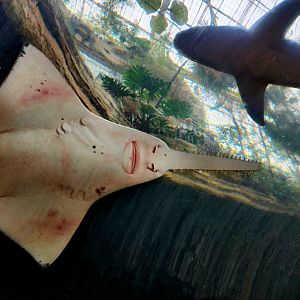 Largetooth Sawfish (Pristis pristis) and Sandbar Shark (Carcharhinus plumbeus)