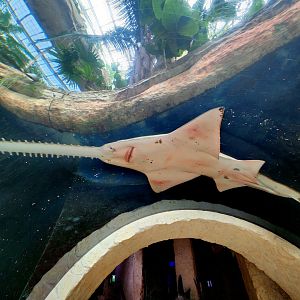 Largetooth Sawfish (Pristis pristis)