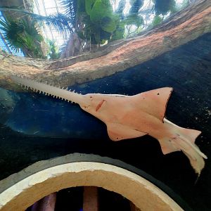 Largetooth Sawfish (Pristis pristis)