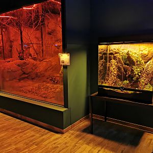 "Nachtwelten" - Terrarium for Kuhl's flying gecko