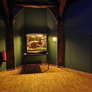 "Nachtwelten" - Terrarium for common tree frog