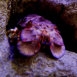 Slipper Lobster (Scyllarides sp.)
