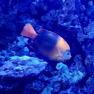 Clarion Angelfish (Holacanthus clarionensis)