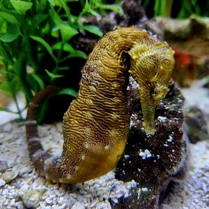 Lined Seahorse (Hippocampus erectus)
