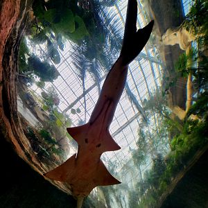 Largetooth Sawfish (Pristis pristis)