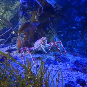 Japanese Spider Crab (Macrocheira kaempferi)