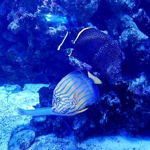 Wrought Iron Butterflyfish (Chaetodon daedalma), Blueline Angelfish (Chaetodontoplus septentrionalis), and Blue Hana Goby (Ptereleotris hanae)
