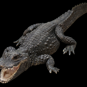 Dwarf crocodile (Osteolaemus tetraspis)