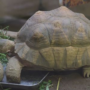 Angonoka Tortoise (Astrochelys yniphora)