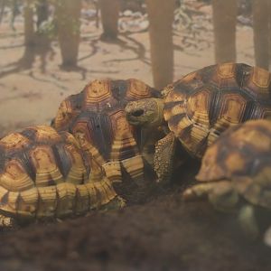 Angonoka Tortoise (Astrochelys yniphora)