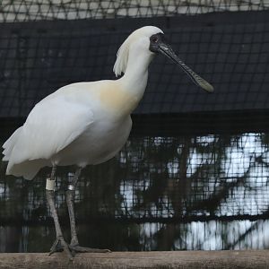 Black-faced spoonbill (Platalea minor)