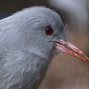 Kagu