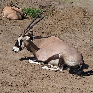 Gemsbok (Oryx gazella), 2023-08-15