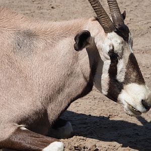 Gemsbok (Oryx gazella), 2023-08-15