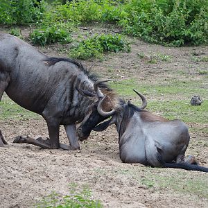 Blue wildebeest (Connochaetes taurinus taurinus), 2023-08-15