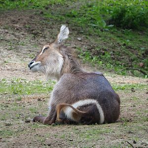 Ellipsen waterbuck (Kobus ellipsiprymnus ellipsiprymnus), 2023-08-15