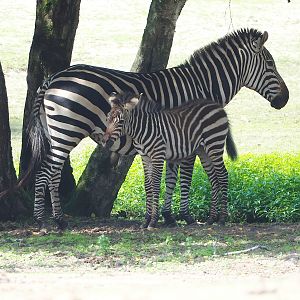 Grant's zebra (Equus quagga boehmi), 2023-08-15