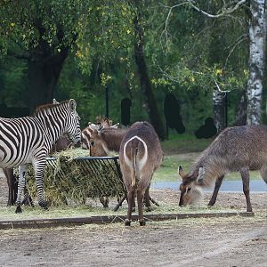 Grant's zebra (Equus quagga boehmi) and Ellipsen waterbuck (Kobus ellipsiprymnus ellipsiprymnus), 2023-08-15