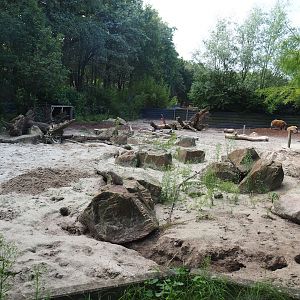 Banded mongoose and Red river hog exhibit, 2023-08-15