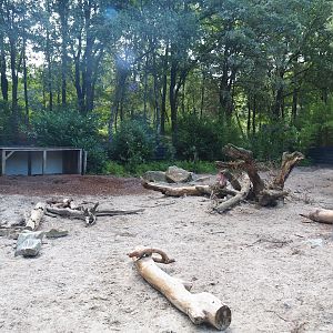 Banded mongoose and Red river hog exhibit, 2023-08-15