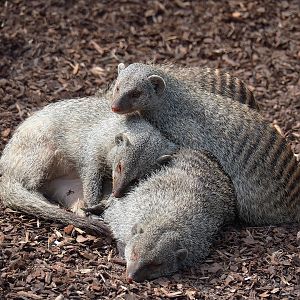 Banded mongooses (Mungos mungo), 2023-08-15