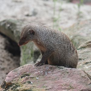 Banded mongoose (Mungos mungo), 2023-08-15