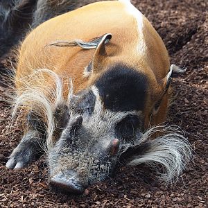 Red river hog (Potamochoerus porcus), 2023-08-15