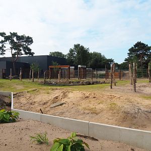 New African bush elephant bull paddock, 2023-08-15