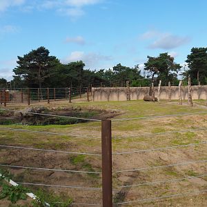 New African bush elephant bull paddock, 2023-08-15