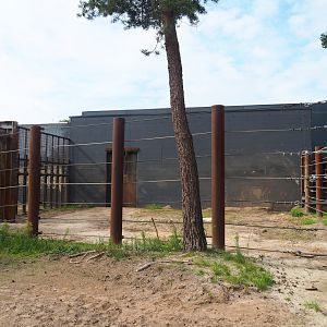 African bush elephant bull holding paddock, 2023-08-15