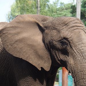 African bush elephant (Loxodonta africana), 2023-08-15