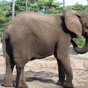 African bush elephant (Loxodonta africana), 2023-08-15