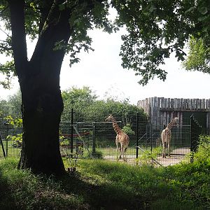 Rothschild's giraffe separation paddock, 2023-08-15