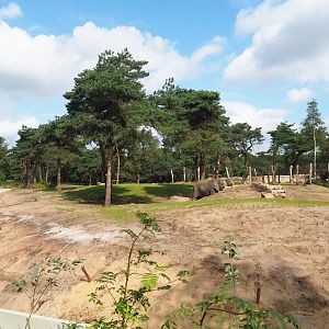 New African bush elephant valley, 2023-08-15