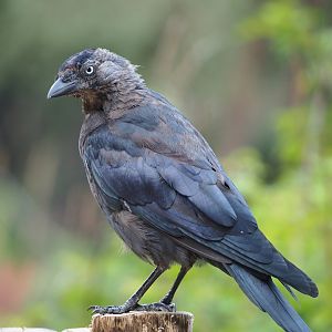 Wild Western jackdaw (Coloeus monedula), 2023-08-15