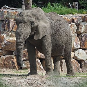 African bush elephant (Loxodonta africana), 2023-08-15