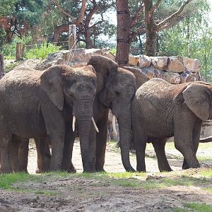 African bush elephants (Loxodonta africana), 2023-08-15