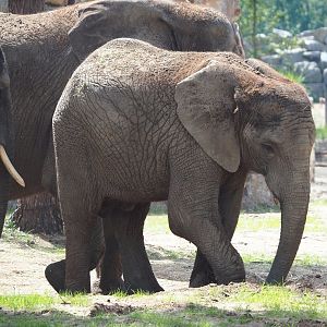 African bush elephant (Loxodonta africana), 2023-08-15