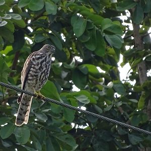 Shikra (Accipiter badius poliopsis)