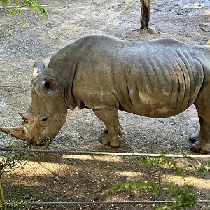 Kruger (Southern white rhinoceros)