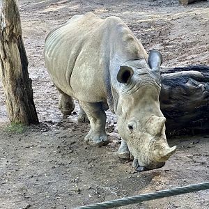 Moesha (Southern white rhinoceros)